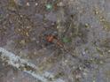 Dythemis sterilis (Brown Setwing) male.jpg